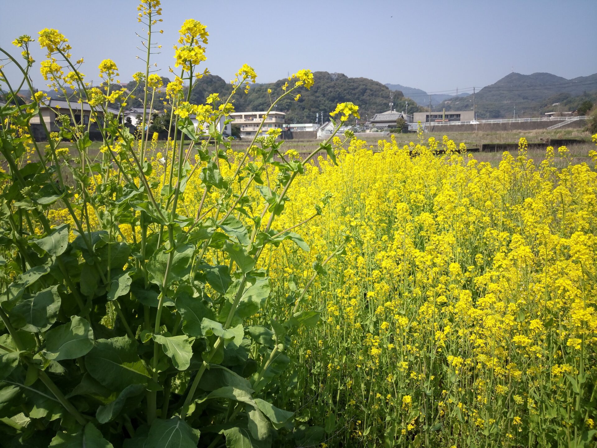 菜の花