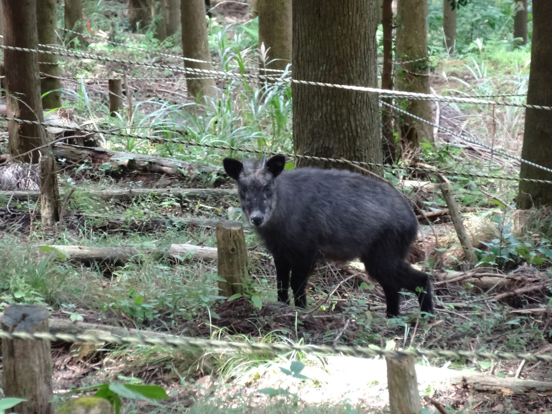 クマじゃない鹿