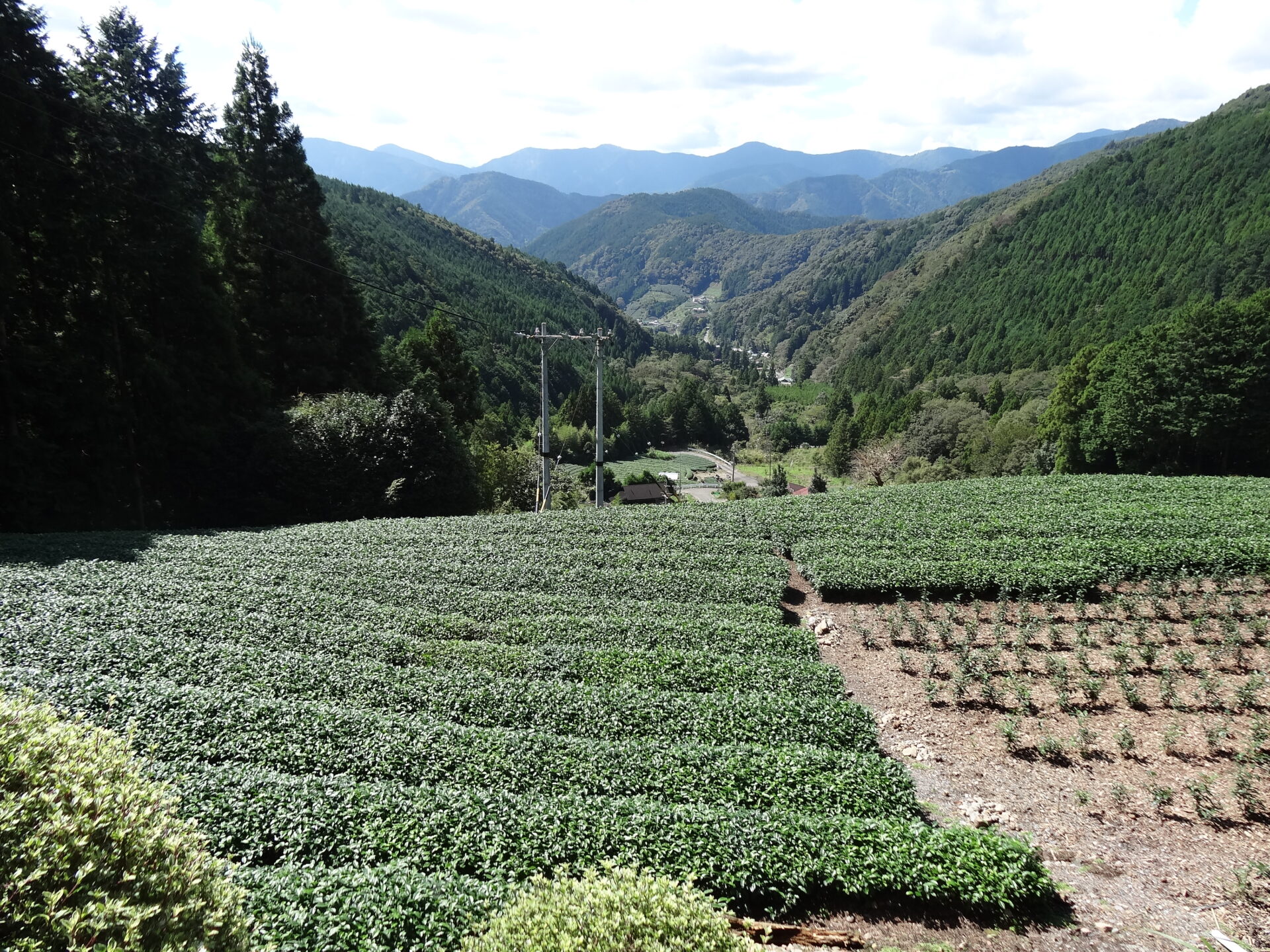 静岡茶畑