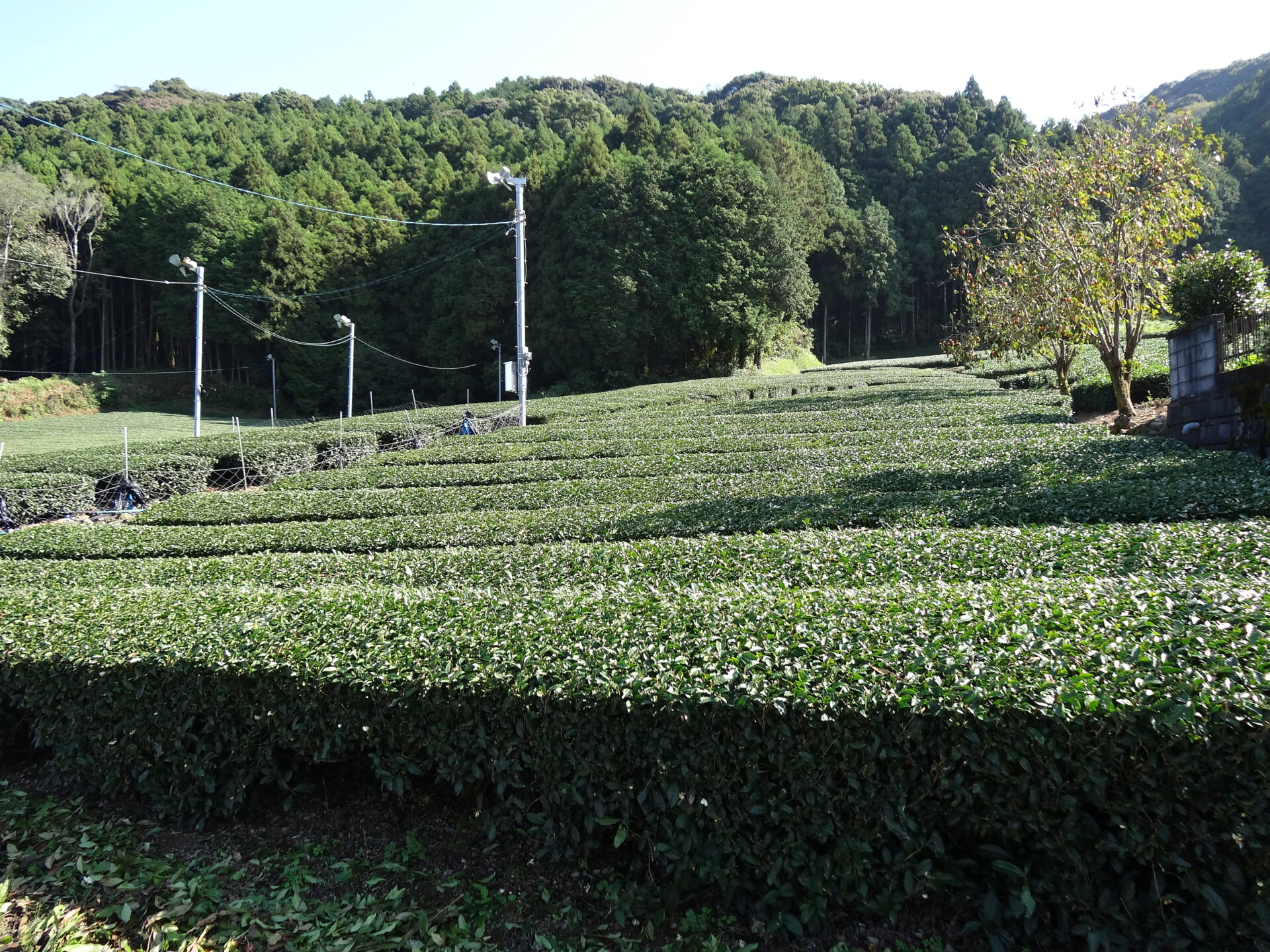 長崎街道/嬉野茶畑