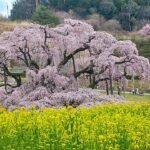 三春滝桜