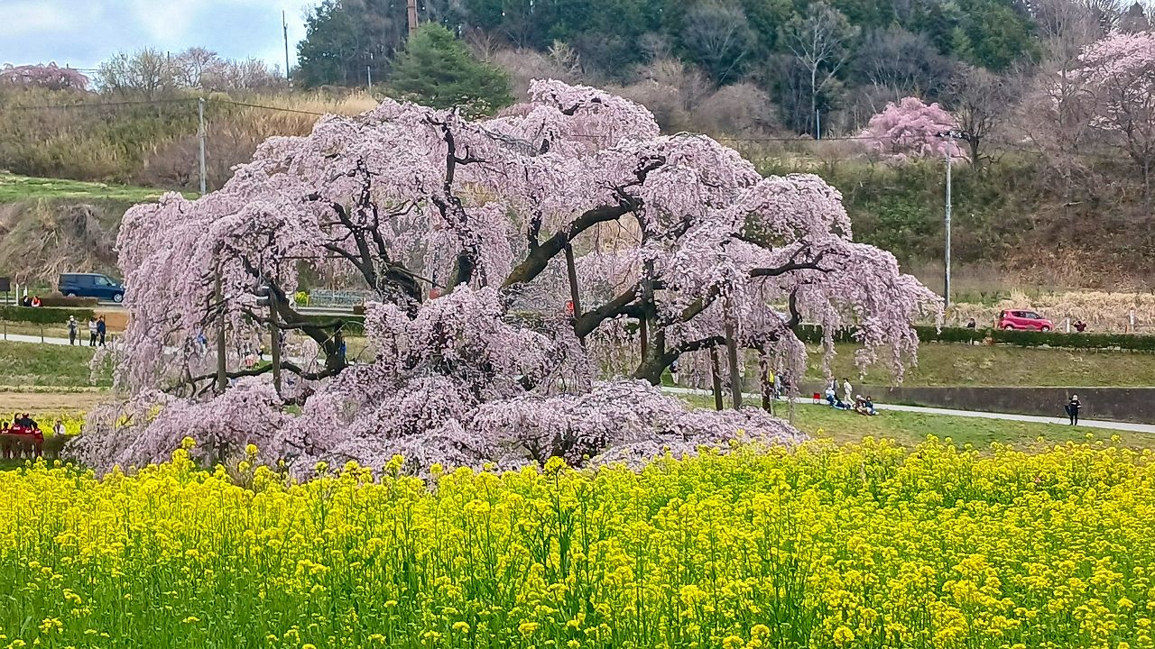 三春滝桜