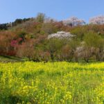 花見山