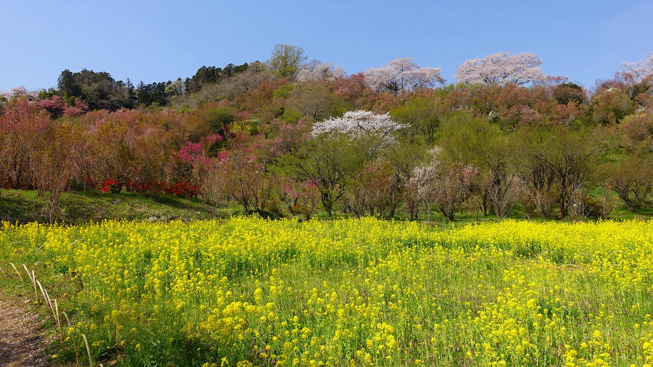 花見山