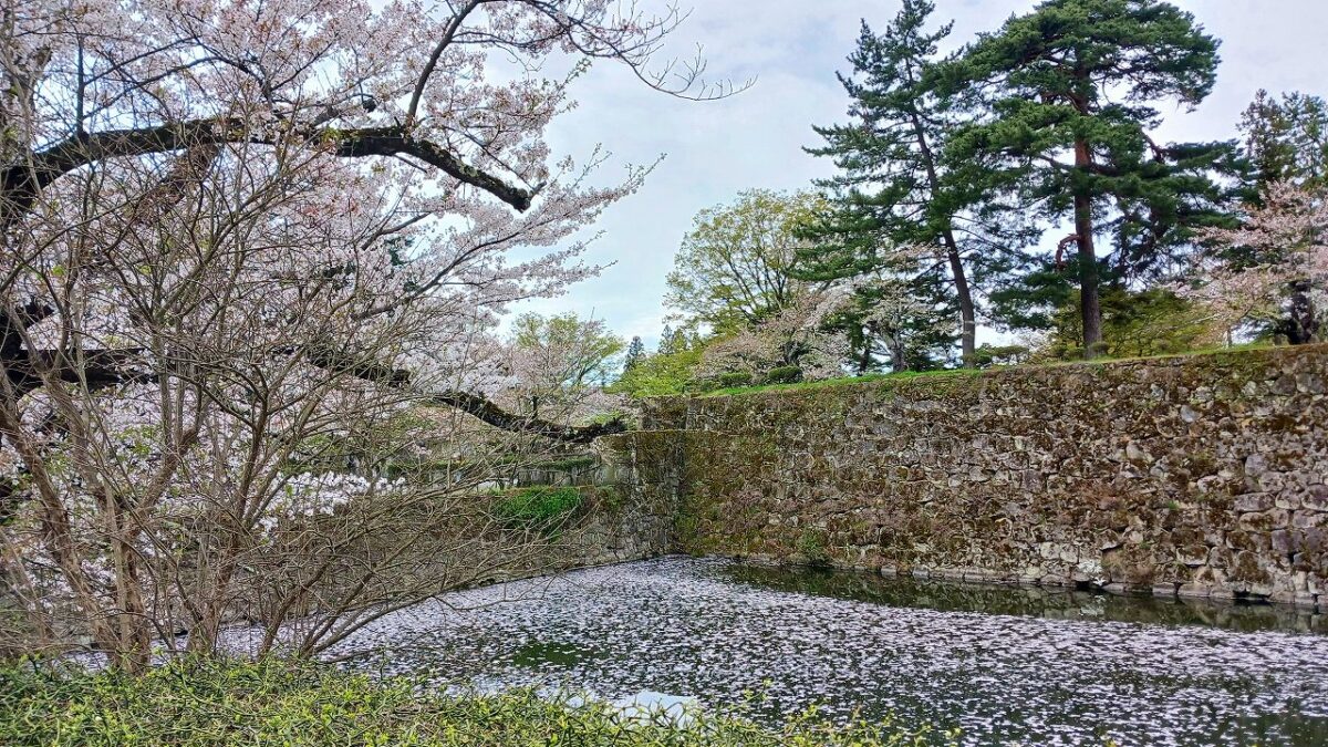 お堀に浮かぶ桜の花びら