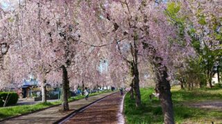 喜多方 日中線しだれ桜