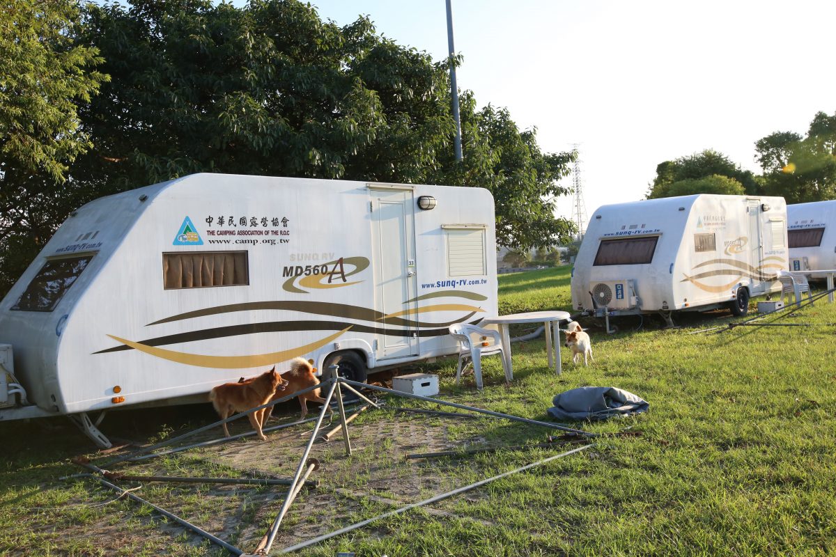 huazhong-campingsite-dogs