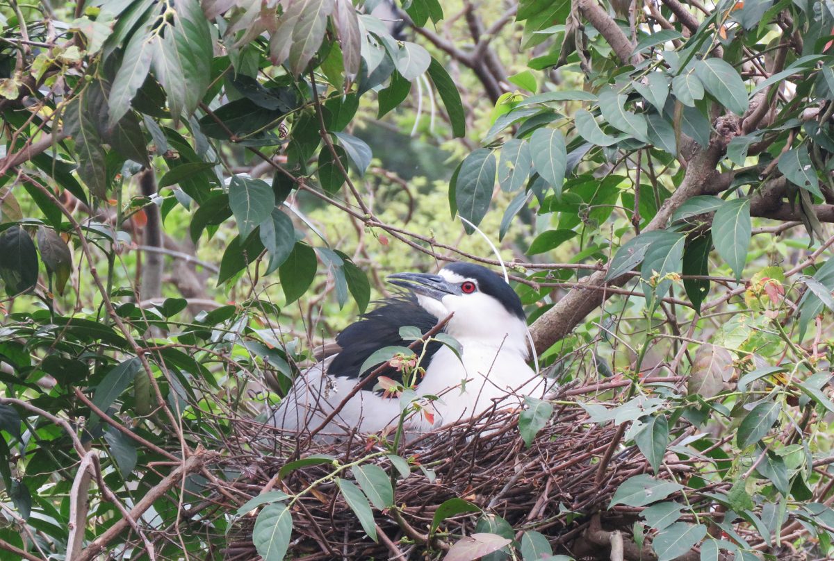 pic-column-birdwatching-optisan-4-4