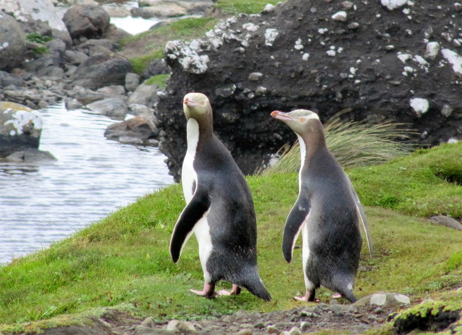 remark-book-antarctica-earth-of-dream-4