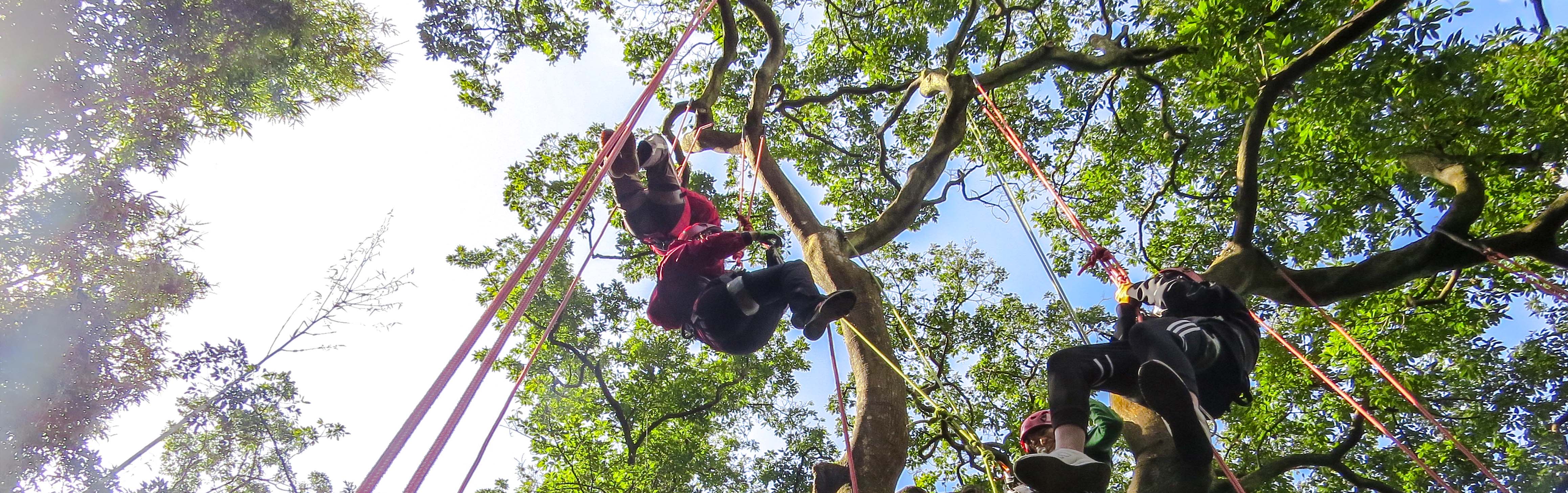 桃園攀樹tree 攀樹體驗 歐都探索 一路報導