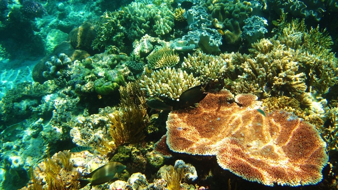 你要知道的珊瑚8件事 一路報導