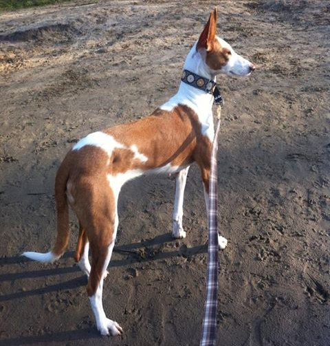 vermiste hond arretta vervangen Hond Aretta gevangen na lange zoektocht