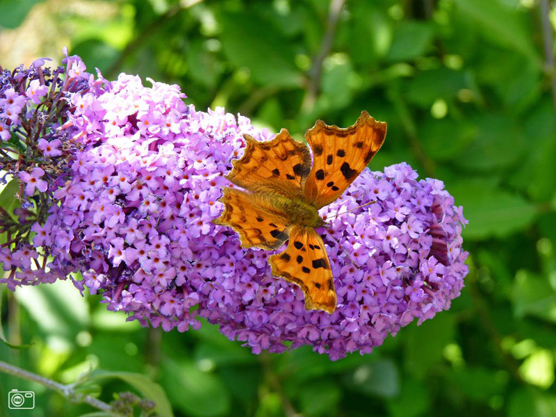 Lezing “Vlinders in de tuin; meer kleur in en rond onze tuin”