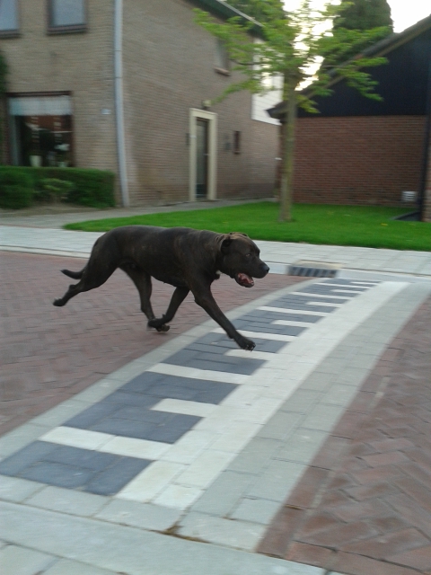 loslopende hond Loslopende hond weer bij eigenaar
