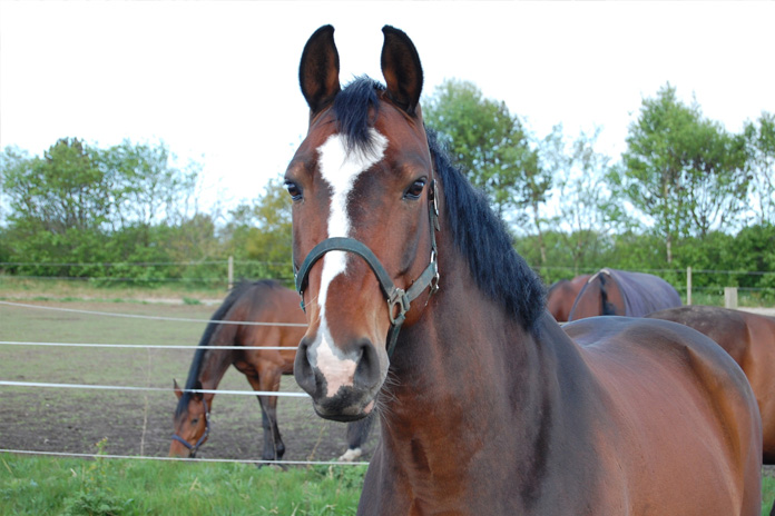 Hamelandse Ponyruiters in de prijzen