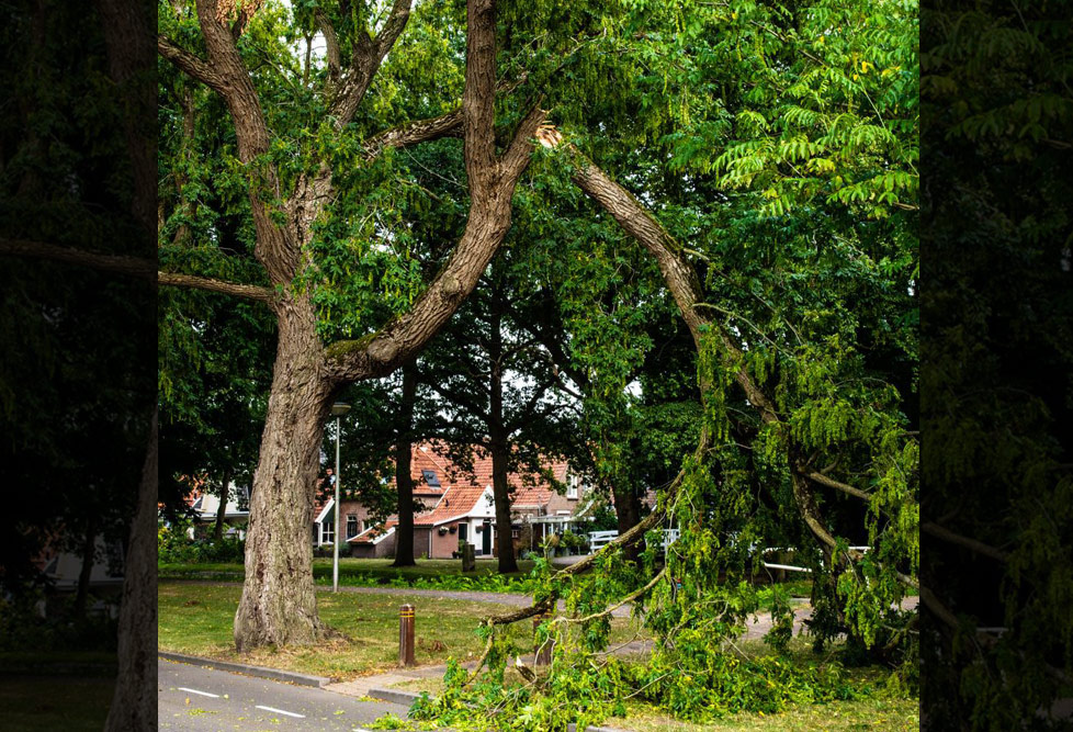 Grote tak van monumentale boom breekt af door wind