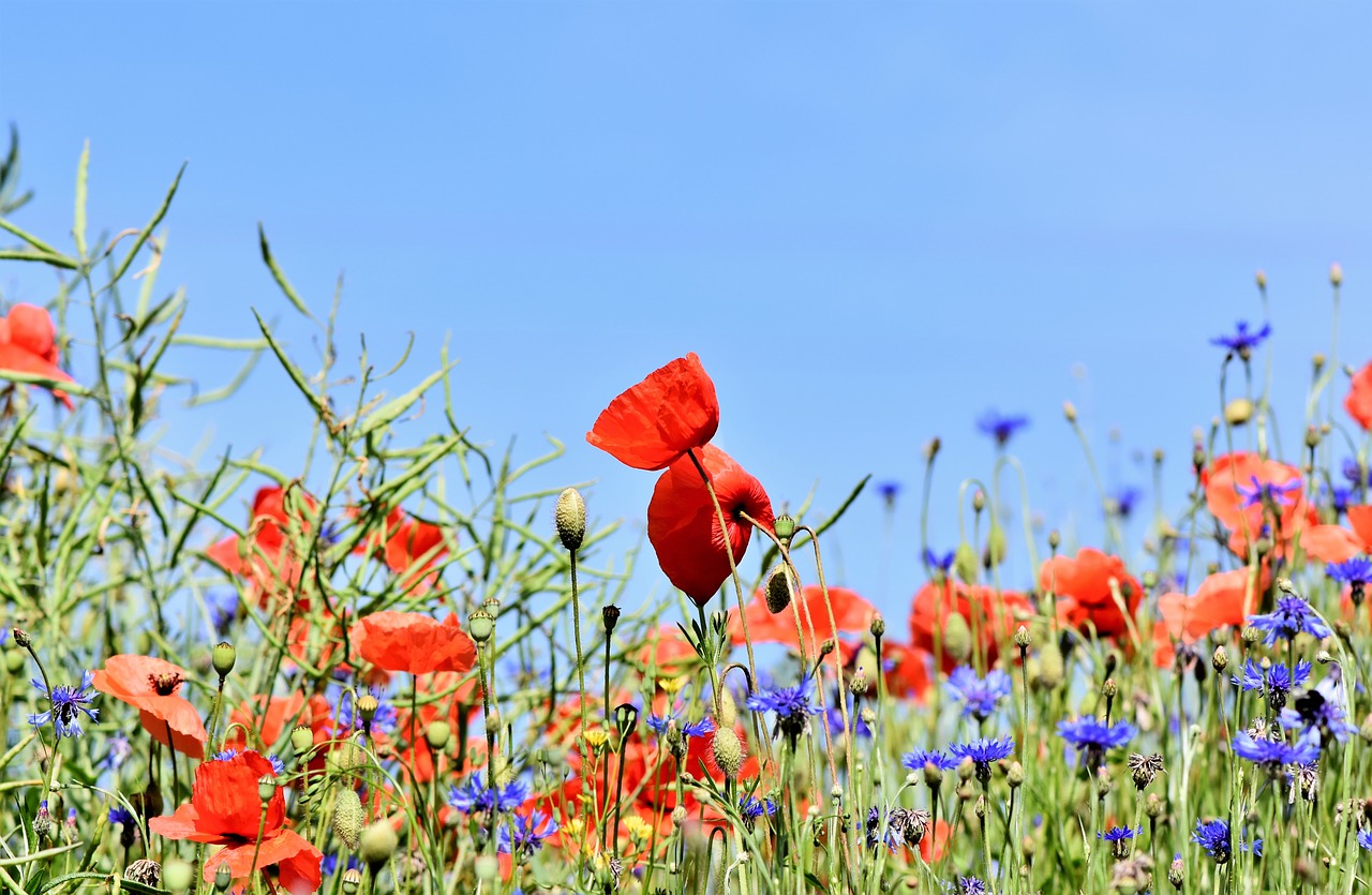 Meer bloemrijk gras in de kernen