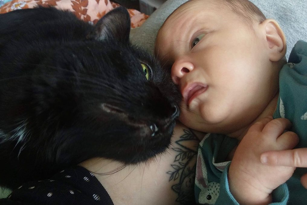 Kun eläinperheeseen syntyy ihmislapsi — kissa, vauva ja stressi