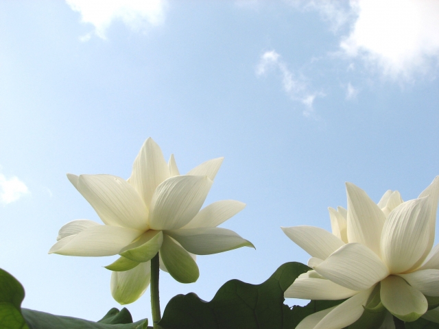 花と空