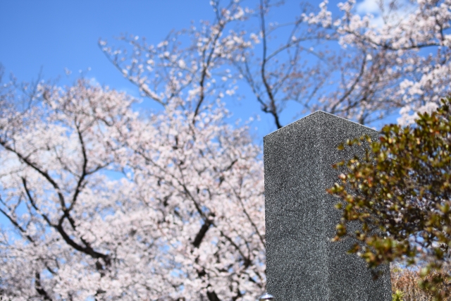 お墓とサクラ