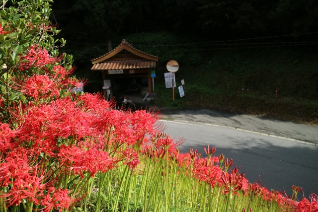 彼岸花