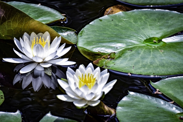 白い蓮の花と池