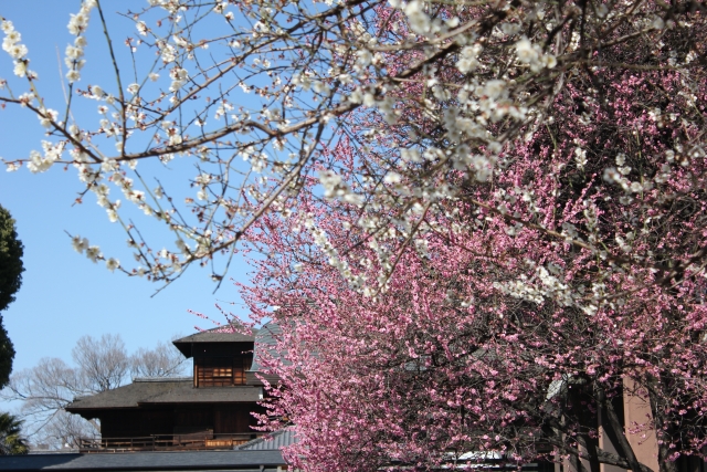 本願寺と梅の木