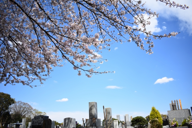 墓地と桜