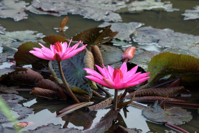 池に浮かぶ睡蓮の花