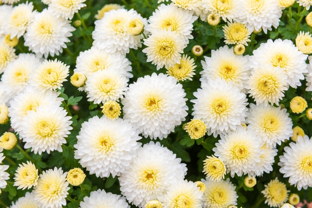 仏花小菊