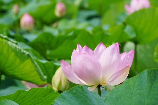 薄く色ずくはずの花