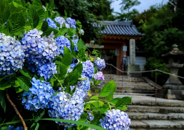 アジサイと寺院