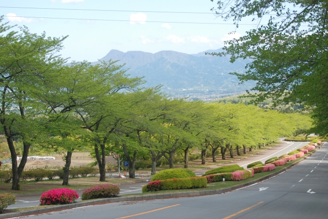 霊園の参道