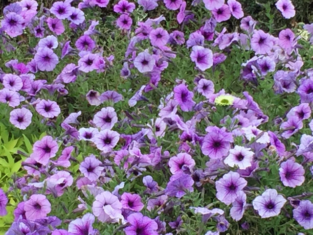 咲き誇る紫の花々