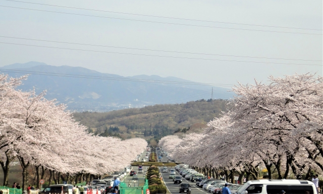 霊園の桜並木