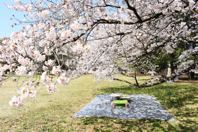 墓地に咲く桜