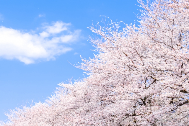 青空と満開の桜