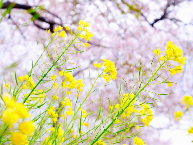 サクラの花と菜の花