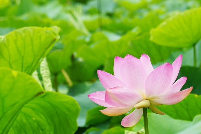 はずの花と花びら