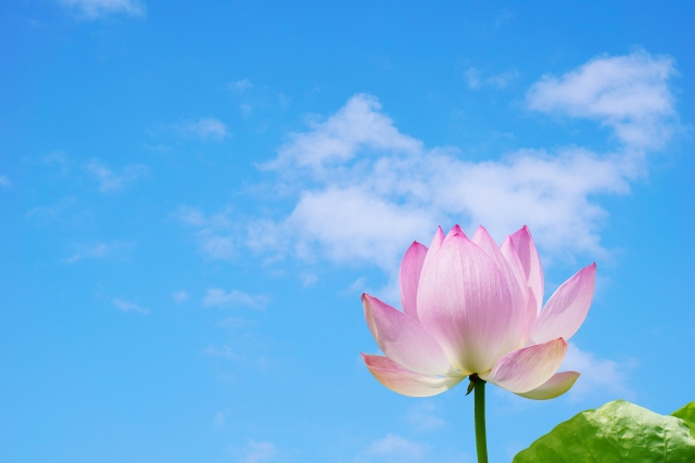 青空とハスの花