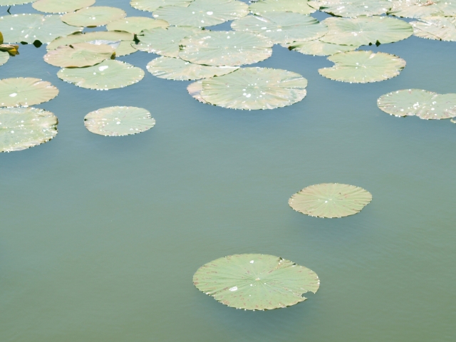 池に浮ぶ蓮の花