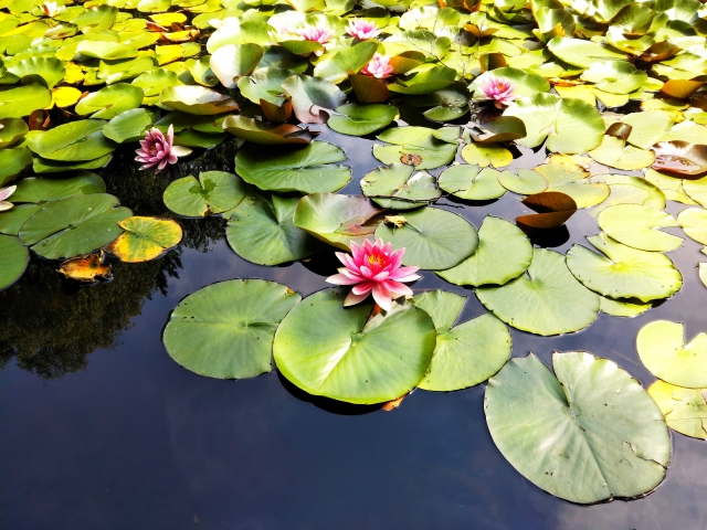 池に浮かぶ蓮の花