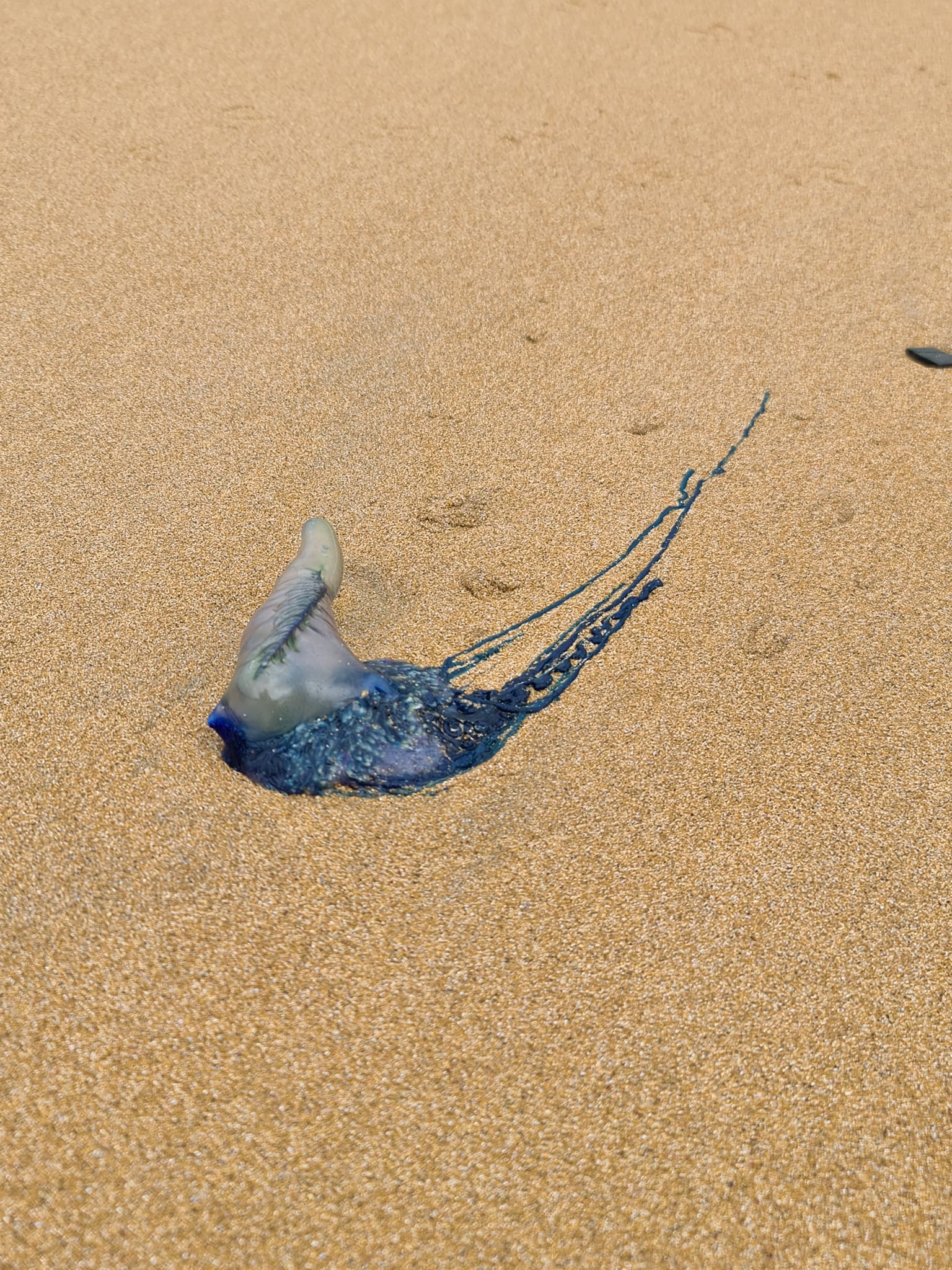 Blue Bottle Jellyfish - Australian Beach