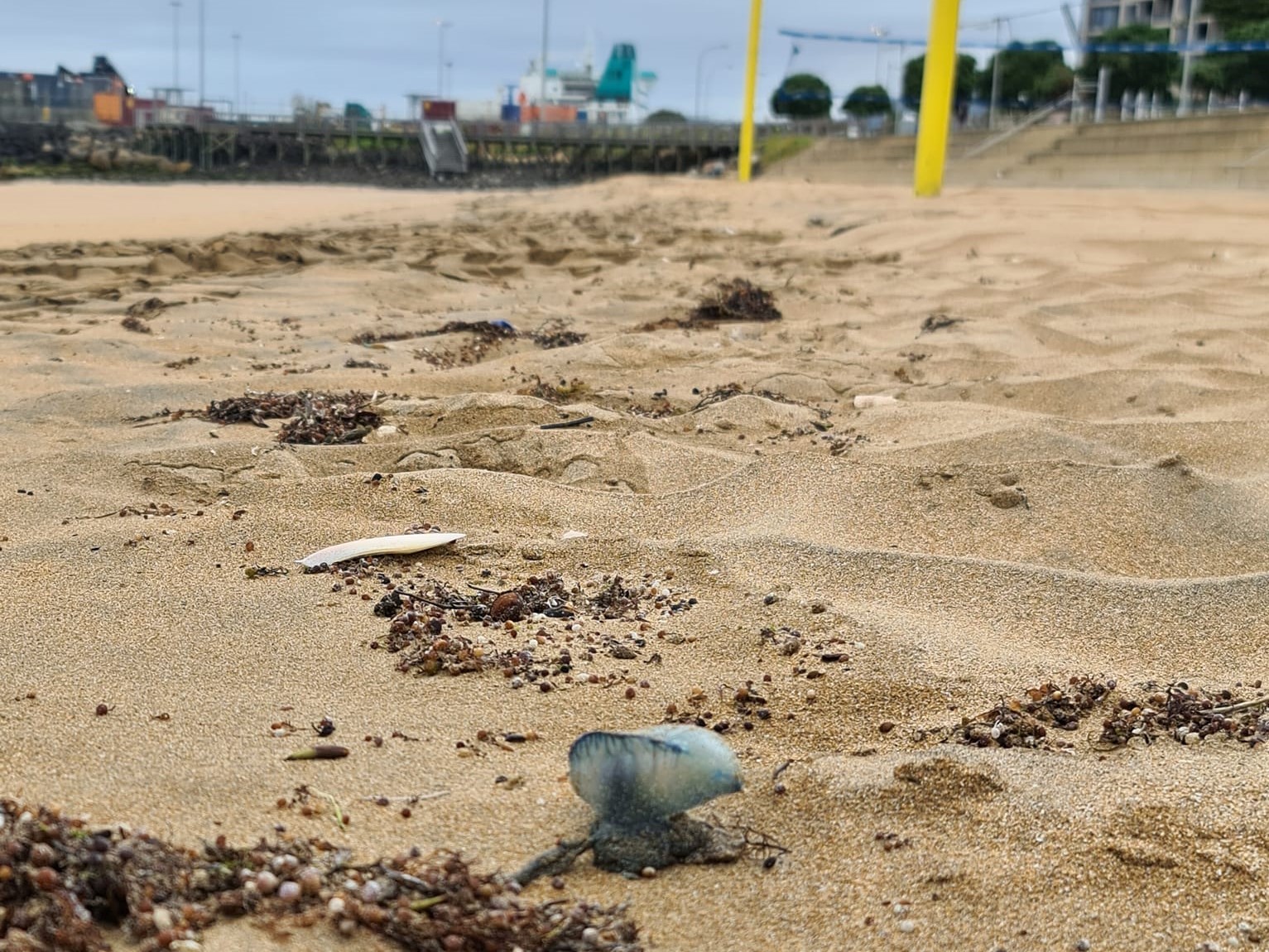 Bluebottle jellyfish  Derwent Estuary Program