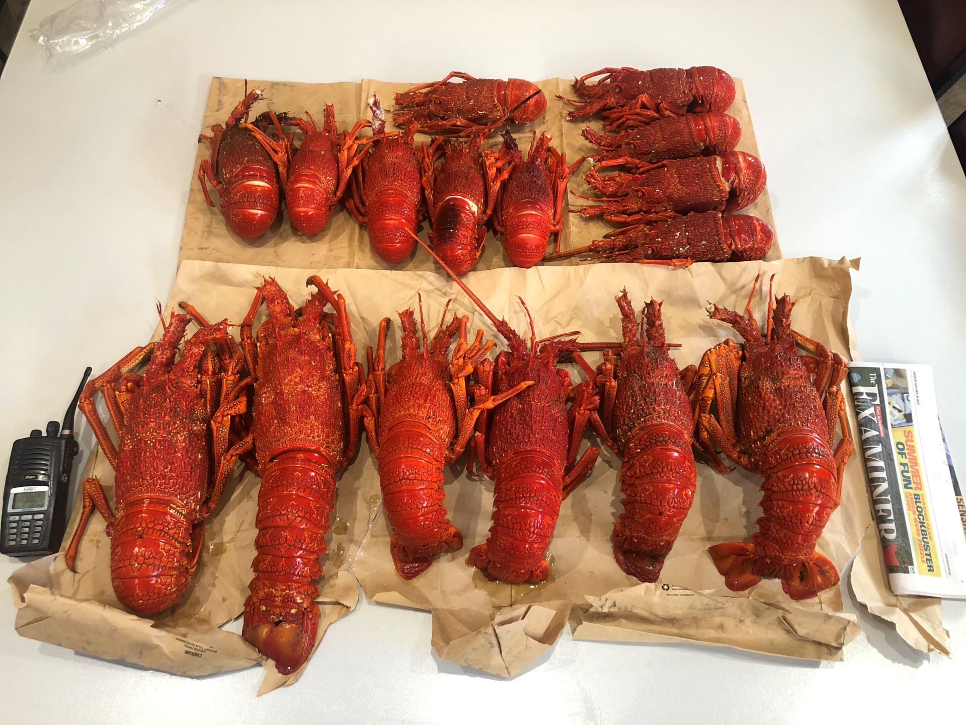 Tassie Man Caught With Illegal Rock Lobsters