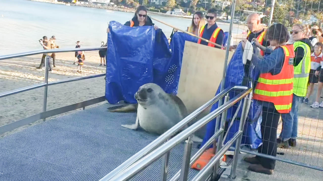 Neil the Seal ‘evicted’ from Hobart’s Kingston Beach Pulse Tasmania