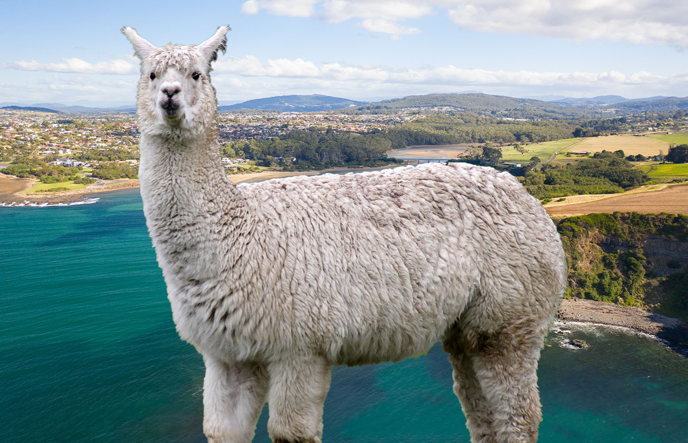 Tasmanian family’s alpacas killed in brutal attack