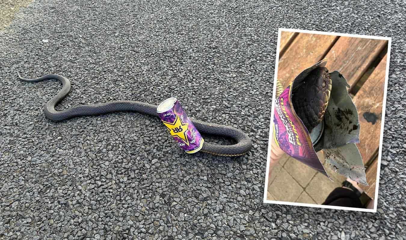Crush cans, save snakes Tasmanian snake catcher's vital warning for summer