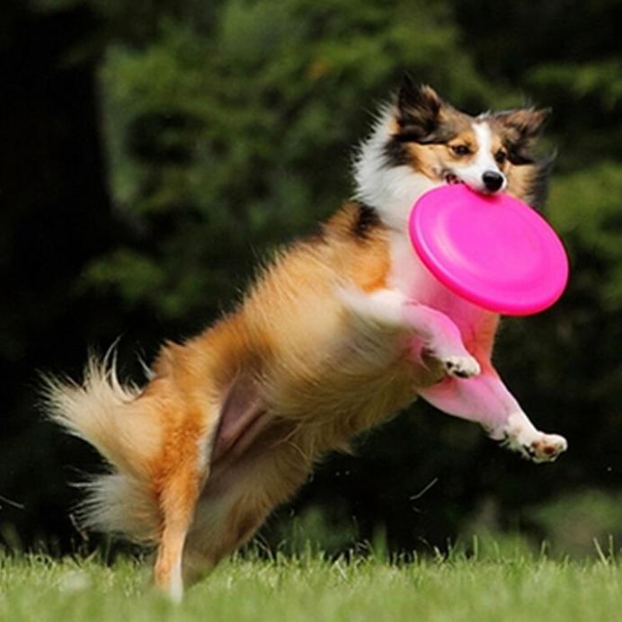 dog frisbee