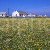 The Tiny Village Of Sandaig On The West Coast Of Tiree From The Machair Island Of Tiree Hebrides